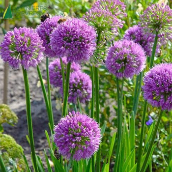 ALLIUM  Millenium