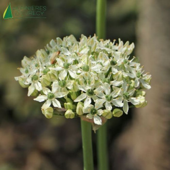 ALLIUM tuberosum Cliffs of Dover