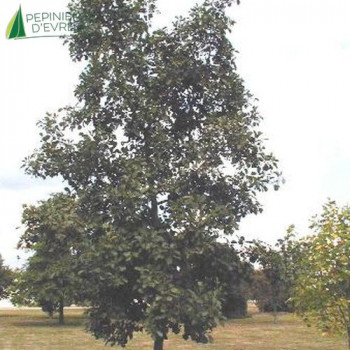 ALNUS glutinosa
