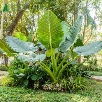 ALOCASIA mac. Borneo Giant Pink Stem