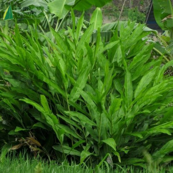 ALPINIA galanga  Cont.3/4 L 