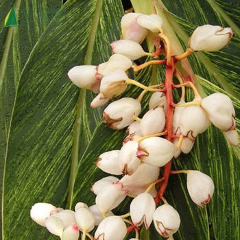 ALPINIA zerumbet Variegata  Cont.5/7.5 L 