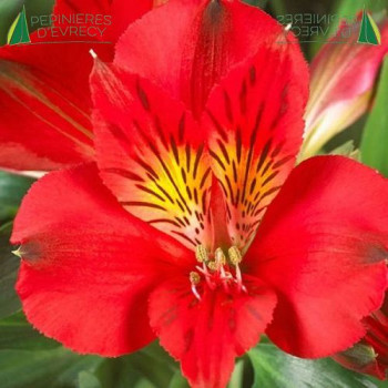 ALSTROEMERIA  Colorita Kate