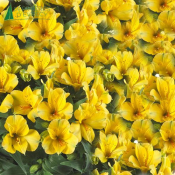 ALSTROEMERIA  Colorita Lisa