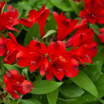 ALSTROEMERIA  Inticancha Valentino