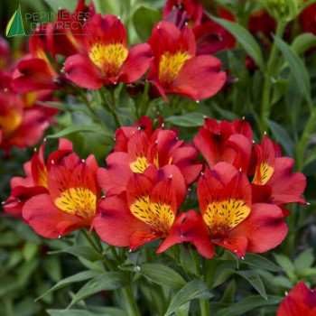ALSTROEMERIA Summer Heat