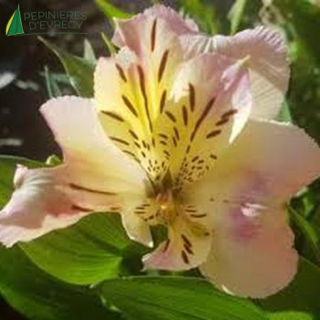 ALSTROEMERIA Time Valley