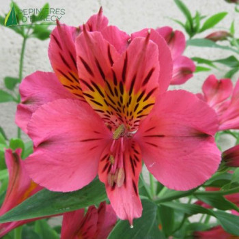 ALSTROEMERIA Tierce