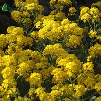 ALYSSUM montanum
