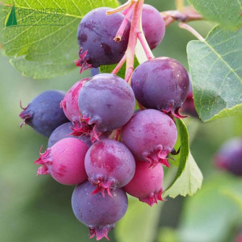 AMELANCHIER alnifolia Saskatoon Berry