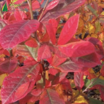 AMELANCHIER canadensis October flame 40/60 Cont.3/4 L 