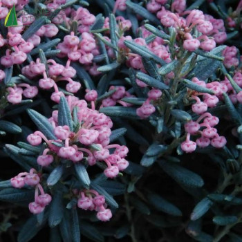 ANDROMEDA polifolia Blue ice  Cont.2/2.5 L 