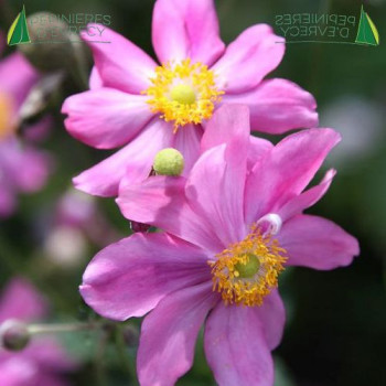 ANEMONE hup. Prinz Heinrich