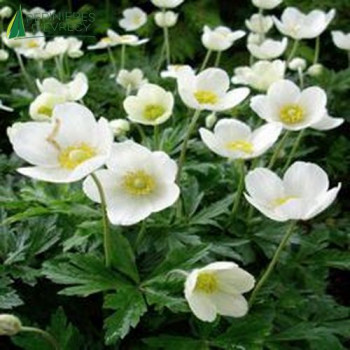 ANEMONA sylvestris