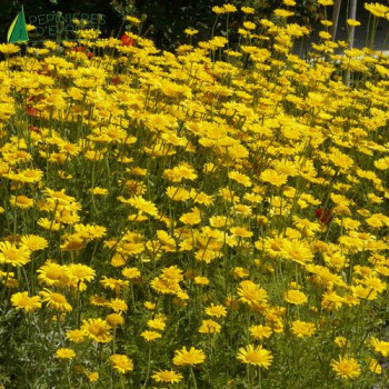 ANTHEMIS tinctor Kelwayi  Godet 8/9 