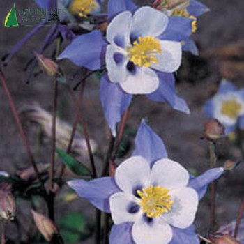 AQUILEGIA blue Star