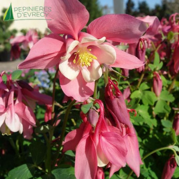 AQUILEGIA cae. Spring Magic Rose and Ivory