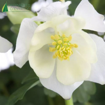 AQUILEGIA cae. Spring Magic White