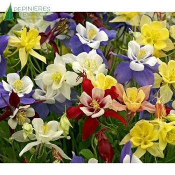 AQUILEGIA fla. Cameo mix