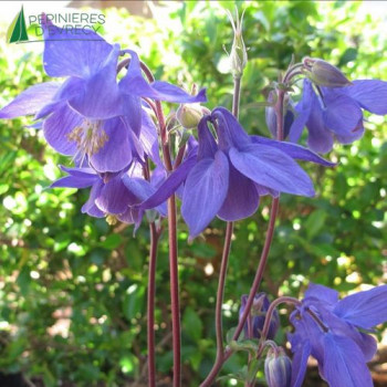 AQUILEGIA alpina  Cont.3/4 L 