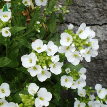 ARABIS caucasica