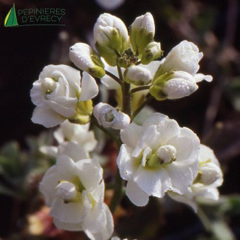 ARABIS caucasica Plena  Godet 8/9 
