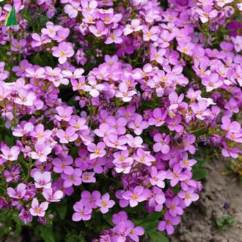 ARABIS caucasica Rosea  Godet 8/9 