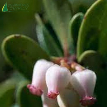 ARCTOSTAPHYLOS uva-ursi