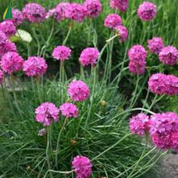 ARMERIA ballerina Purple rose  Cont.3/4 L 