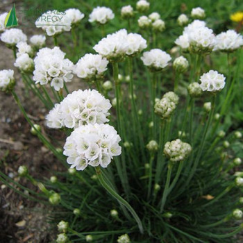 ARMERIA maritima Alba