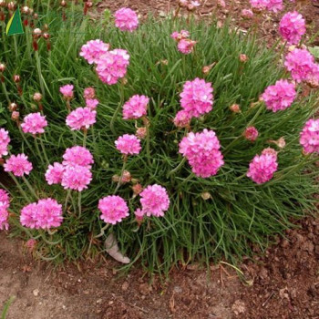 ARMERIA maritima Rosea