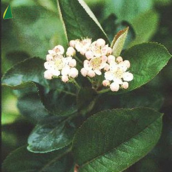 ARONIA arbutifolia Brilliant