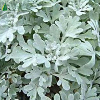 ARTEMISIA stelleriana  Godet 8/9 