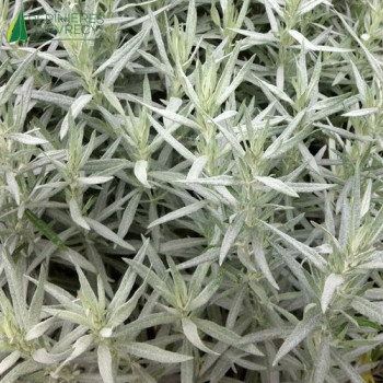 ARTEMISIA ludoviciana Silver queen  Godet 8/9 