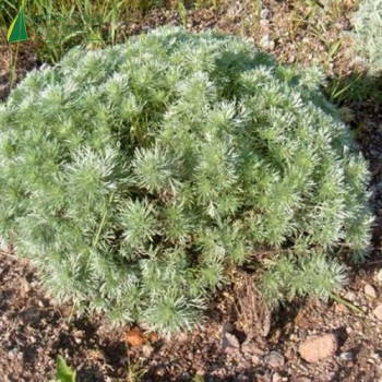 ARTEMISIA schmidtiana Nana  Godet 8/9 