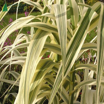 ARUNDO Donax Variegata