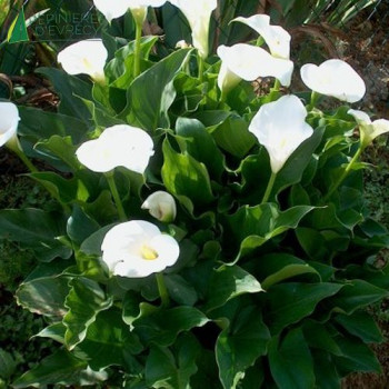 ARUM zantedeschia  Cont.3/4 L 
