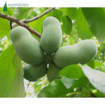 ASIMINA triloba
