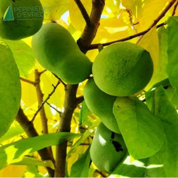 ASIMINA triloba Sunflower