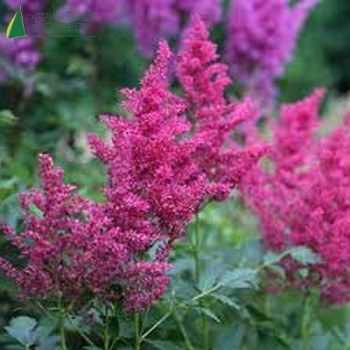 ASTILBE arendsii Astary rose  Cont.3/4 L 