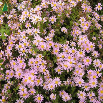 ASTER alpinus Happy end