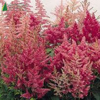 ASTILBE arendsii Showstar  Cont.3/4 L 