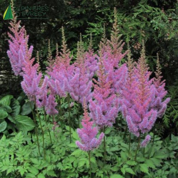 ASTILBE chinensi Pumila  Godet 8/9 