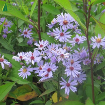 ASTER cordifolius Little carlow  Godet 8/9 
