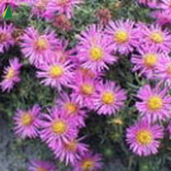 ASTER dum. Alice haslam  Godet 8/9 
