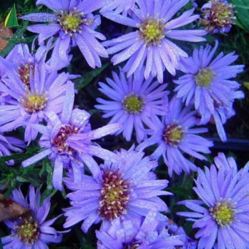 ASTER dum. Lady in blue  Cont.3/4 L 