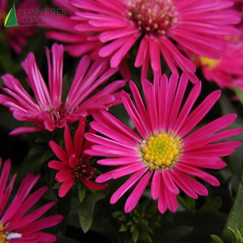 ASTER dum. Jenny  Godet 8/9 