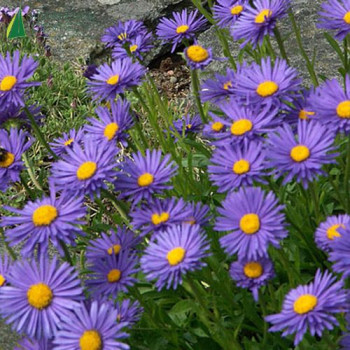 ASTER alpinus Bleu  Godet 8/9 