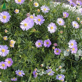 ASTER alpinus  Godet 8/9 