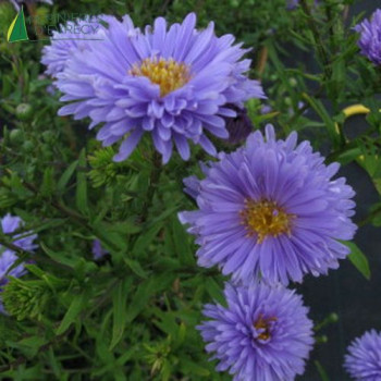 ASTER novi Bel. marie ball